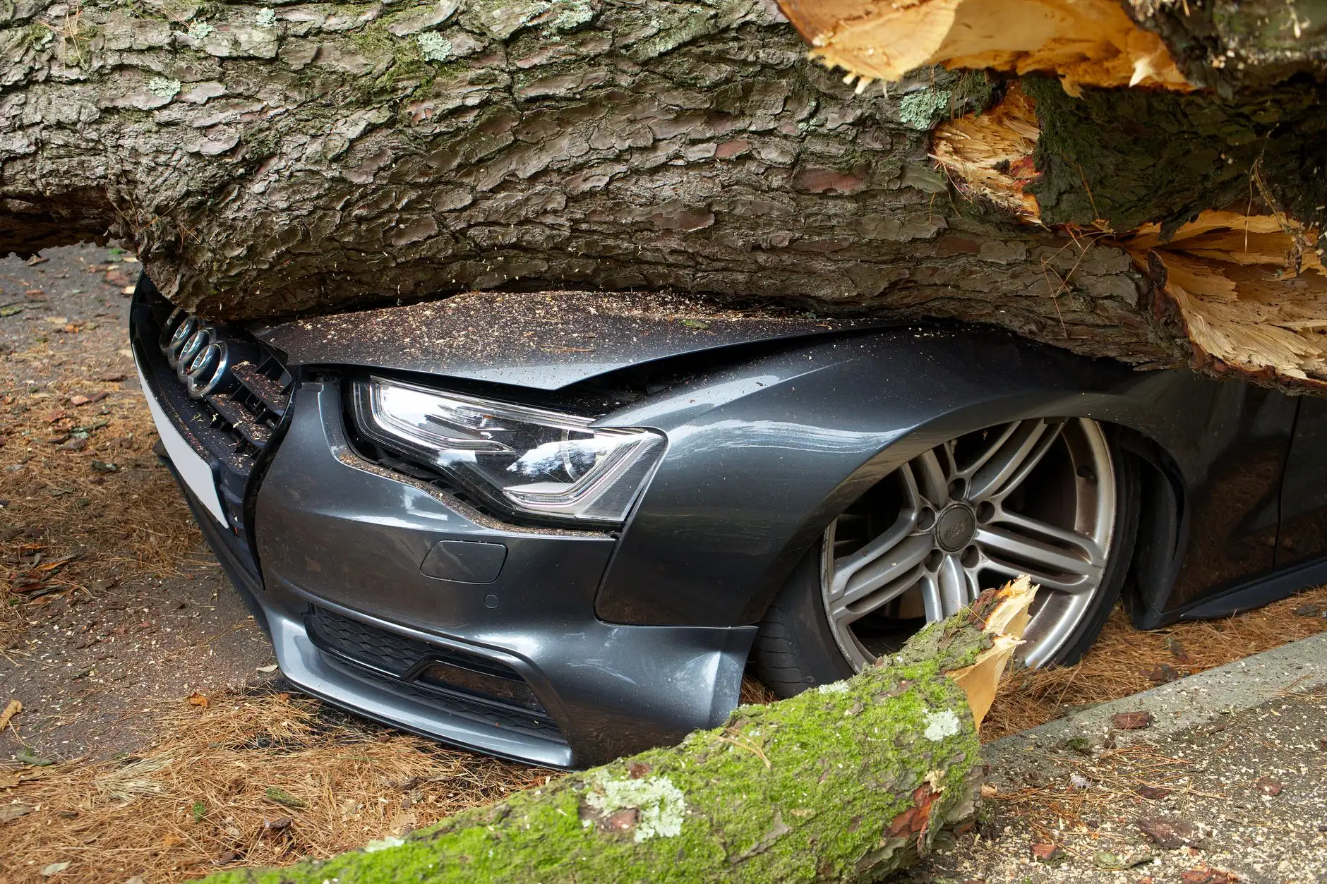 Car damaged by a fallen tree limb